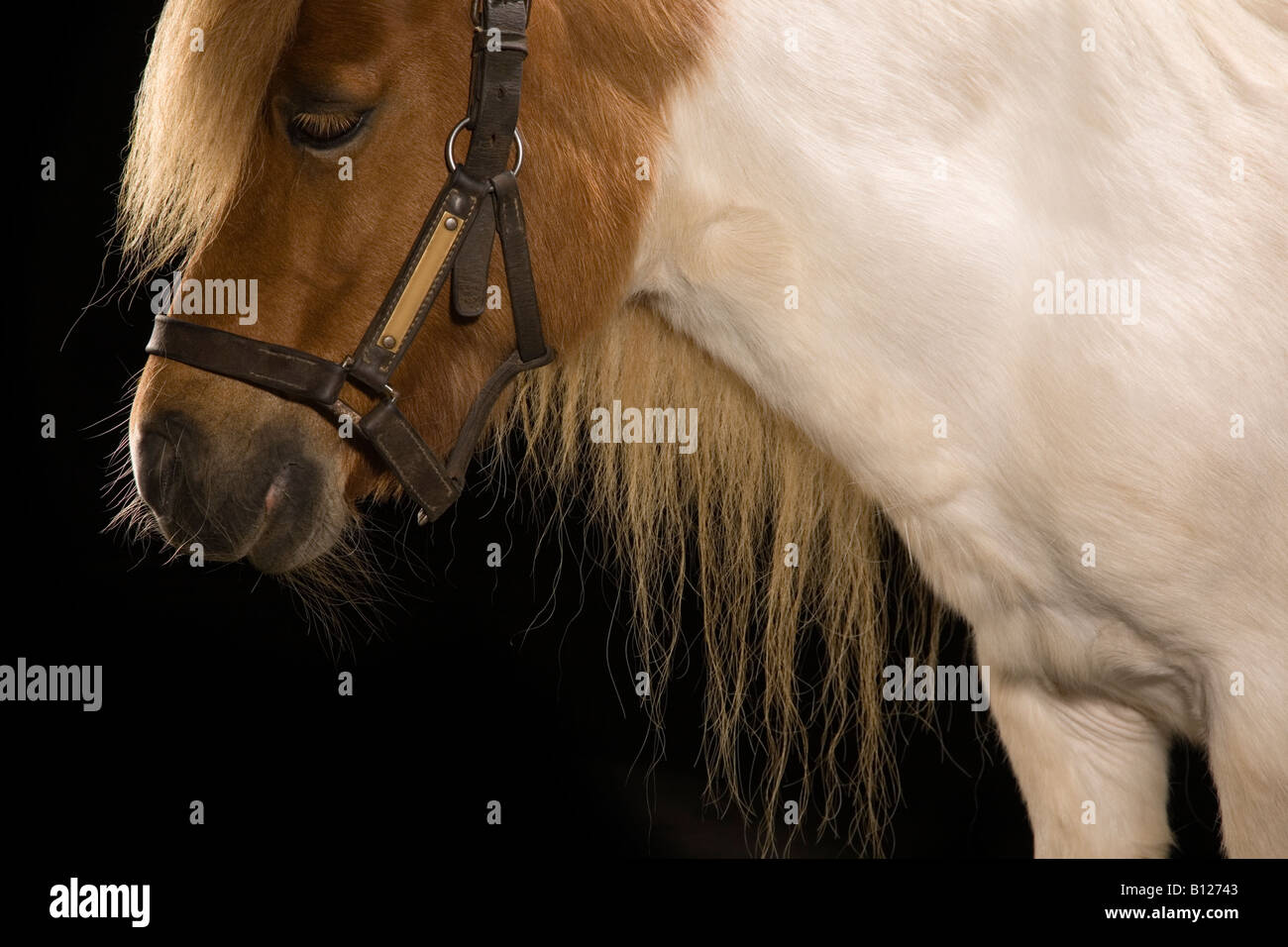 A Skewbald Shetland Pony Mare Stock Photo
