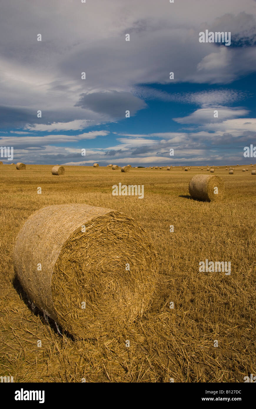 Straw bales after harvesting Stock Photo - Alamy