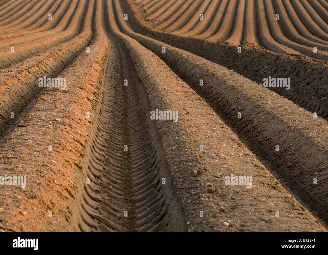 Patterns of rows of potato baulks in a field Stock Photo