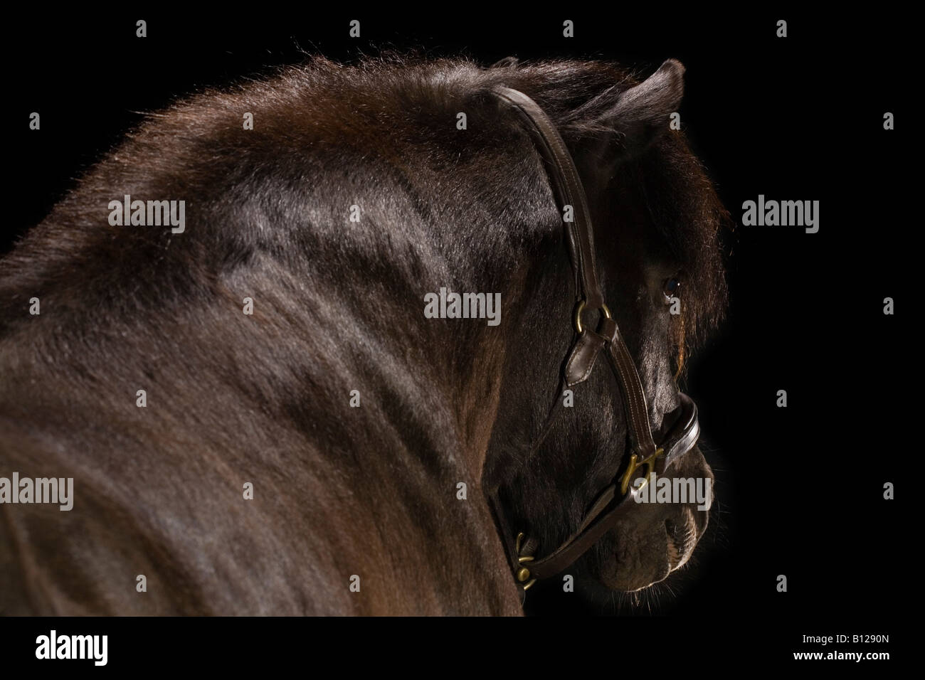 a-black-stallion-stock-photo-alamy