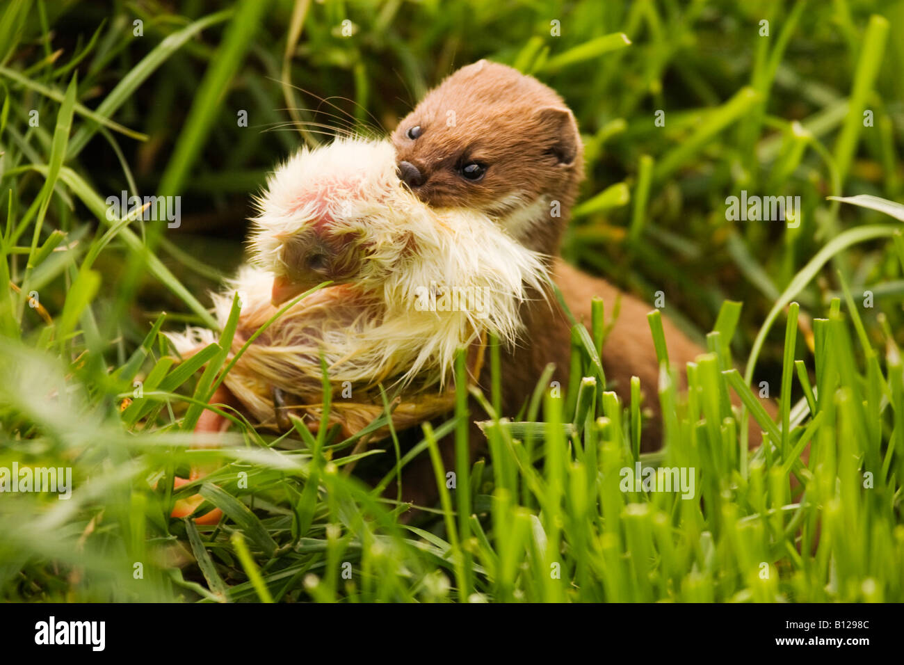 Weasel, Mustela nivalis, carrying dead chicken in its mouth Stock Photo