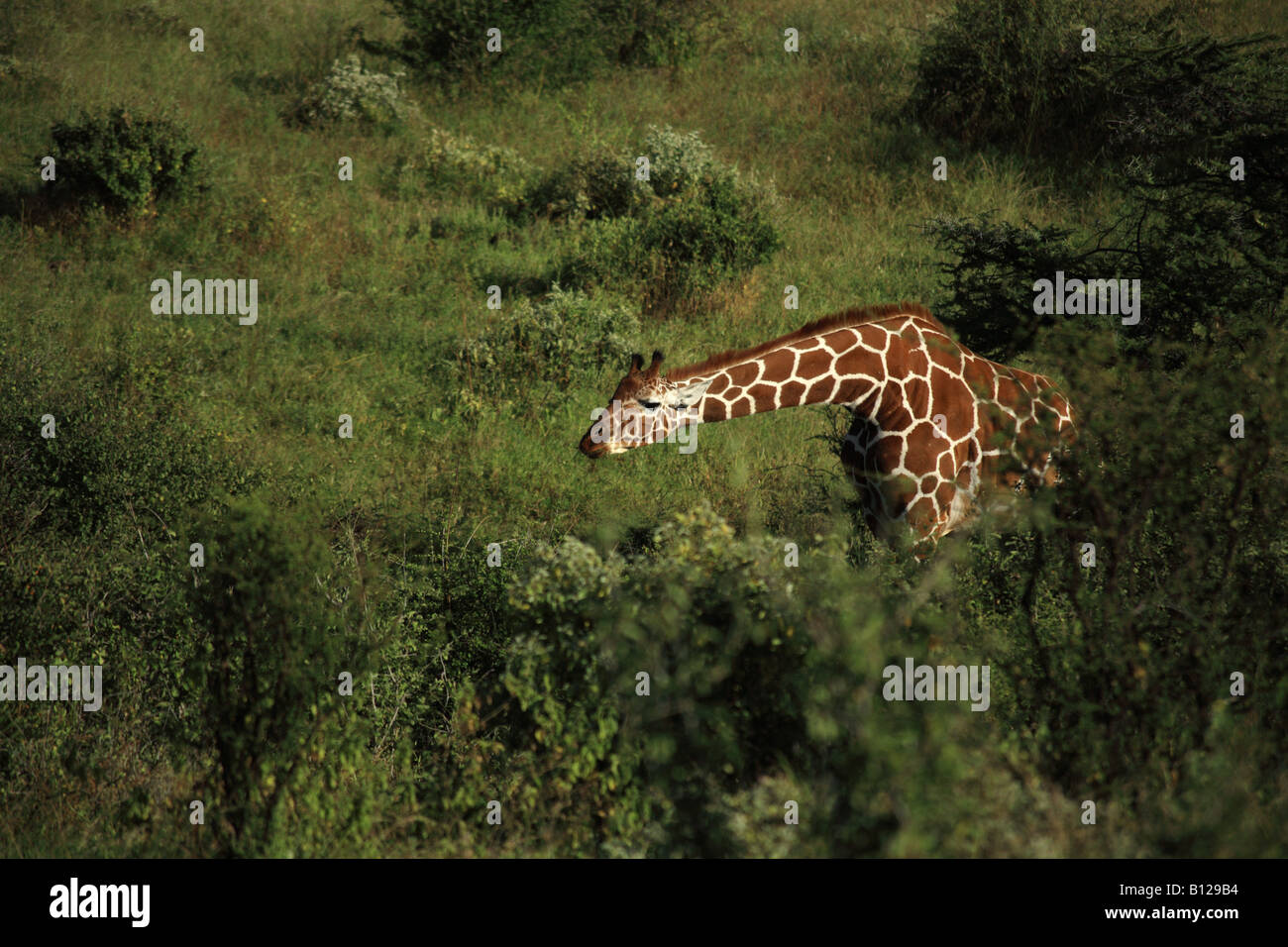 Giraffe reaching for food Kenya Africa Stock Photo