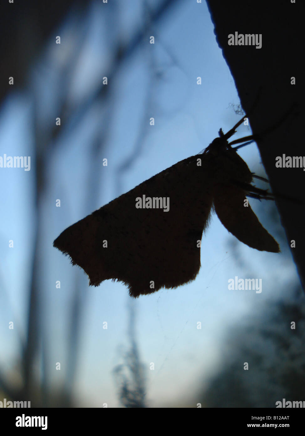 Silhouette of a moth perched on a vertical bar of a window, with sky and and textural surfaces in the background. Stock Photo