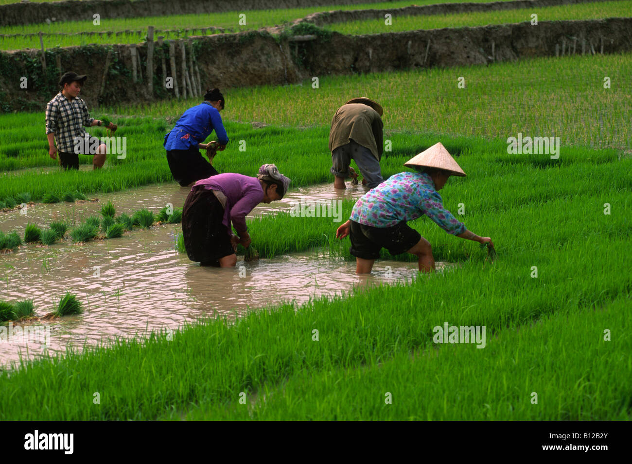 Vietnam, Ha Giang province, Yen Minh, rice fields, Tay hill tribe farmers Stock Photo