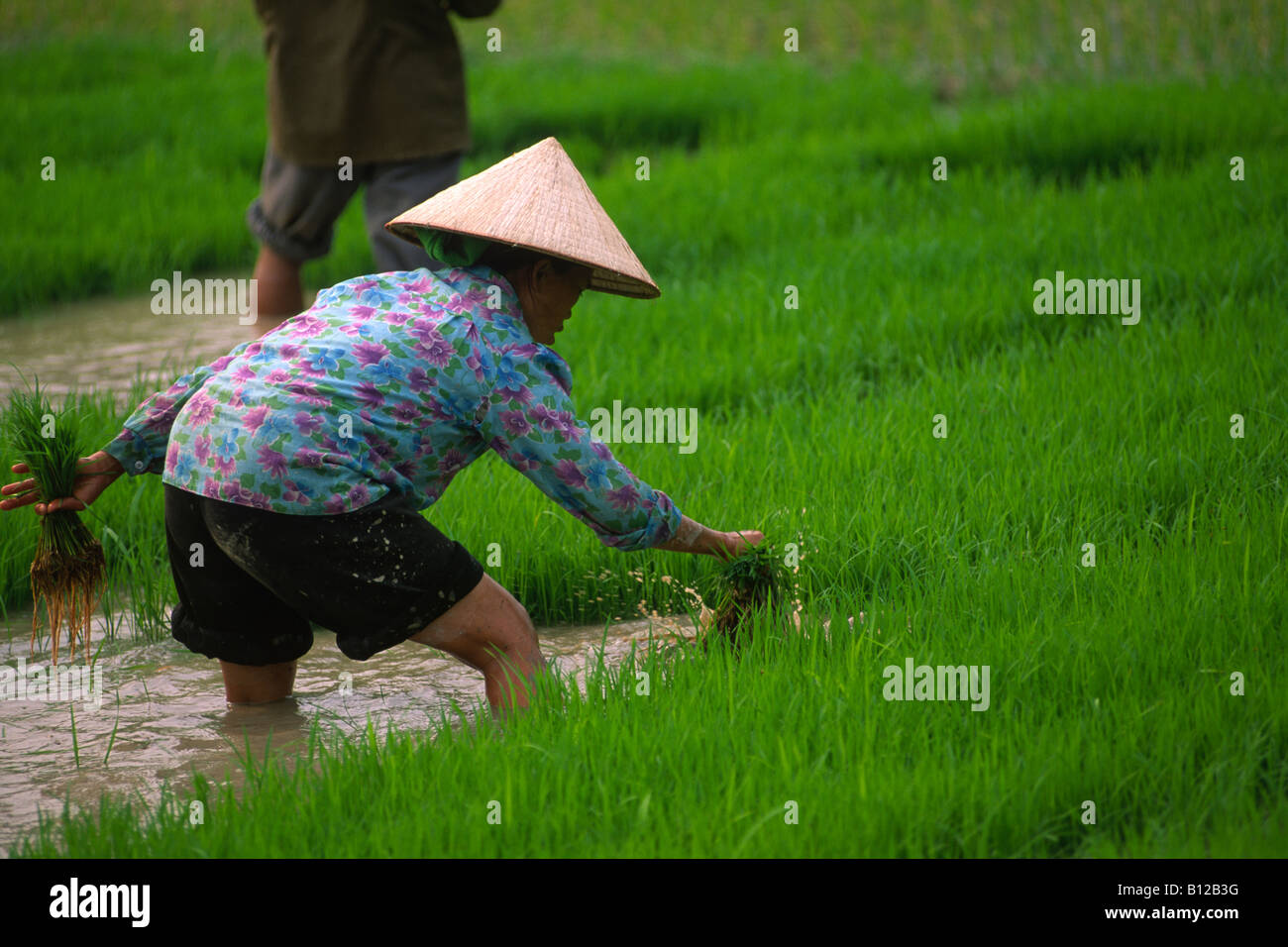 Vietnam, Ha Giang province, Yen Minh, rice fields, farmer Stock Photo