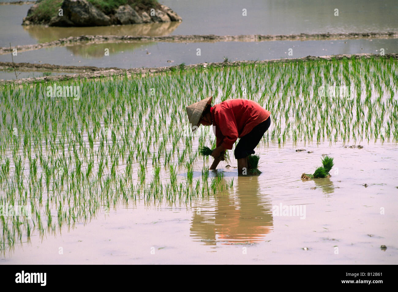 Vietnam, Ha Giang province, valley around Meo Vac, rice fields, Tay tribes farmer Stock Photo