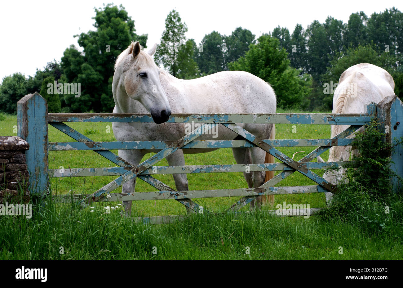 Grey horses and five bar gate, Gloucestershire, England, UK Stock Photo