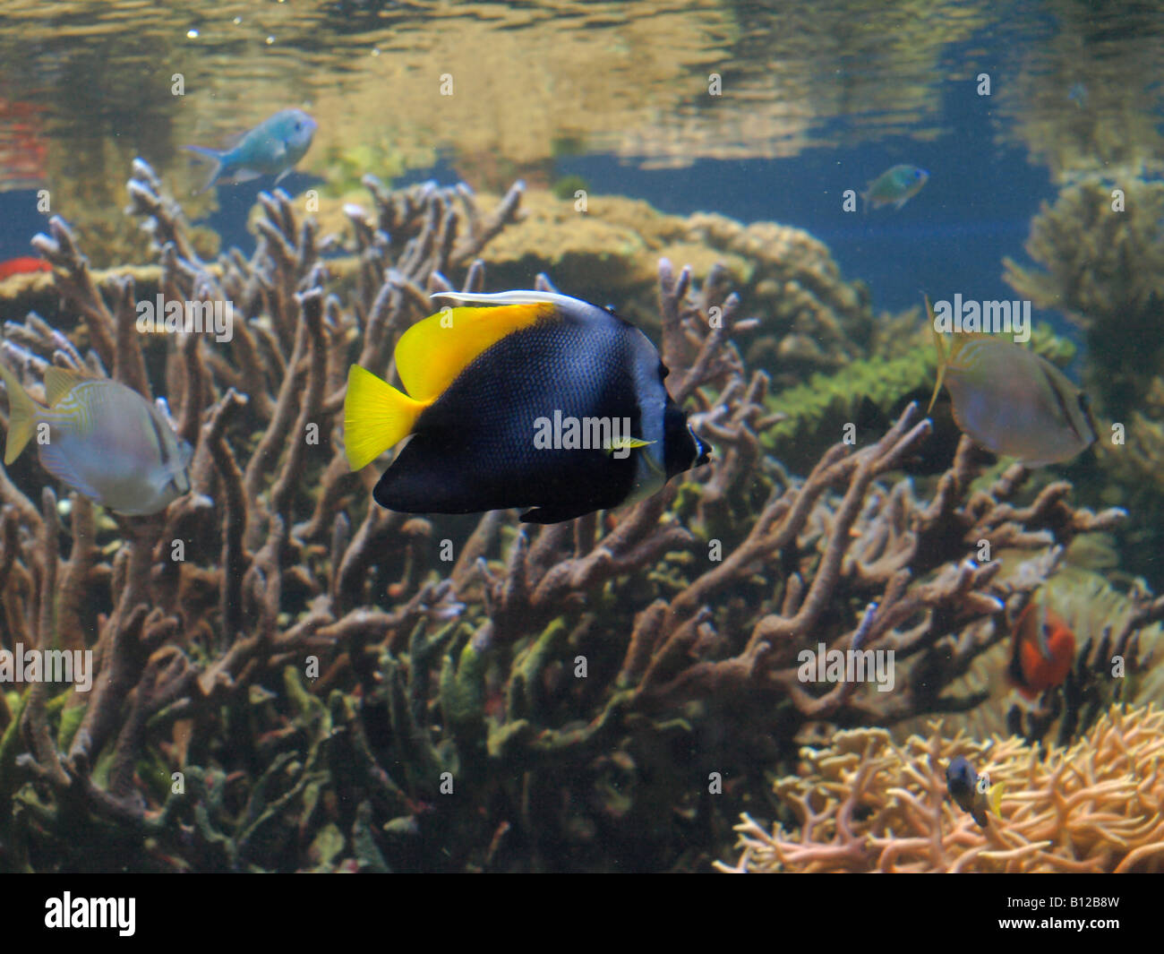 underwater marine life colorful tropical fish Stock Photo