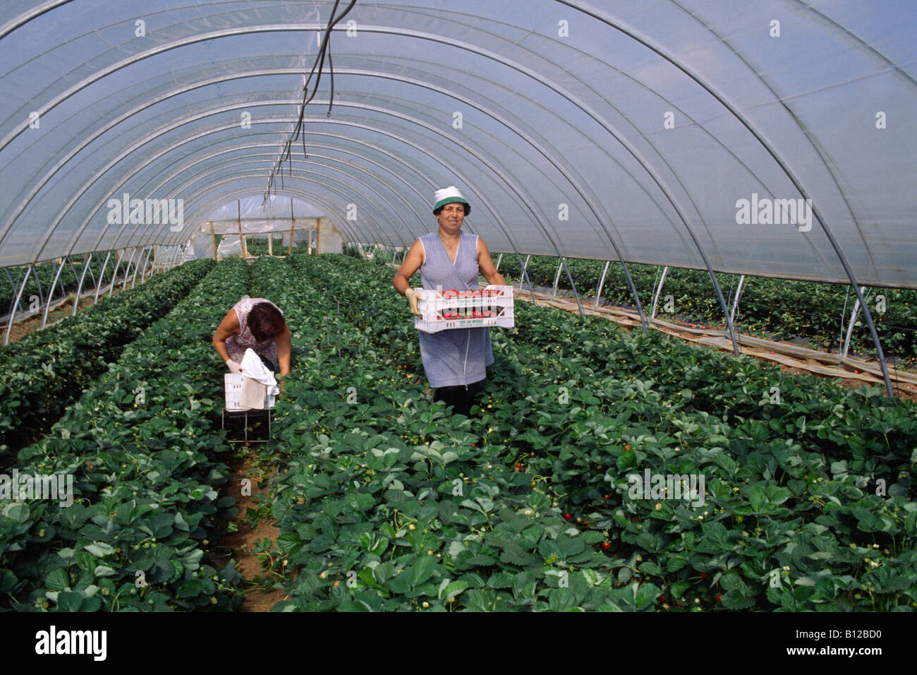 Italy, Lazio, Rome province, strawberries greenhouse, farmers working Stock Photo