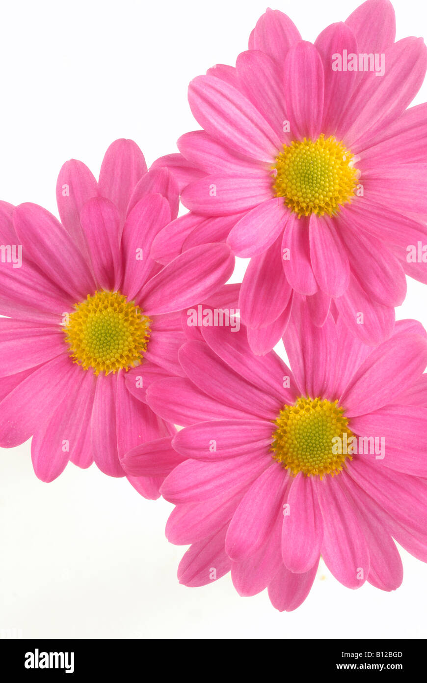 Three pink and yellow Gerbera on a white background Stock Photo