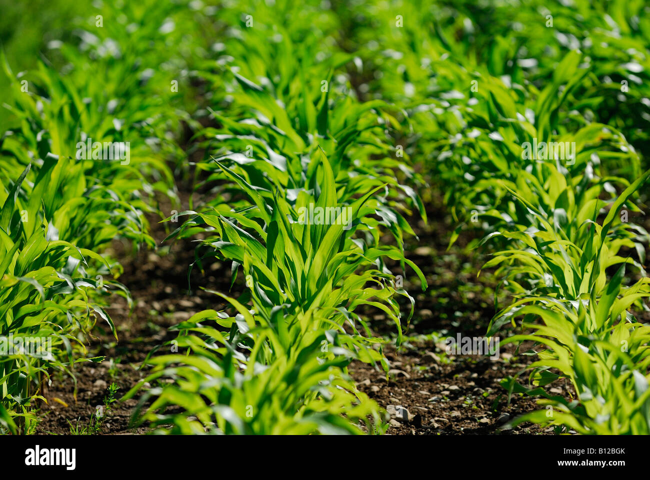 Young Maize plants Stock Photo