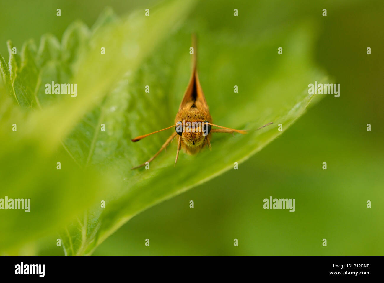 Pecks Skipper (Polites peckius Stock Photo - Alamy