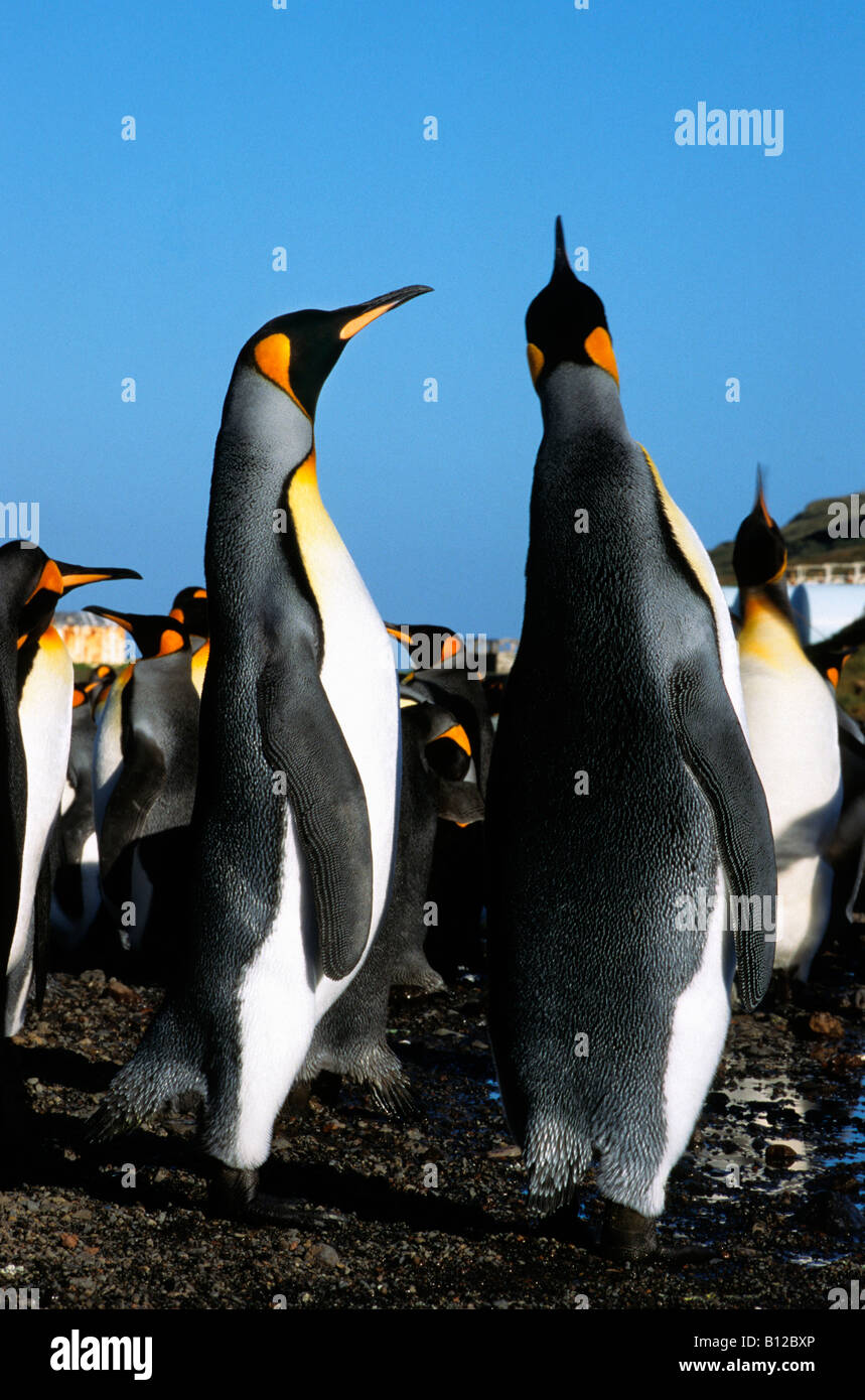 manchot royal Koenigspinguin King Penguin Aptenodytes patagonicus males displaying for female animal antarctic Antarctica Antark Stock Photo