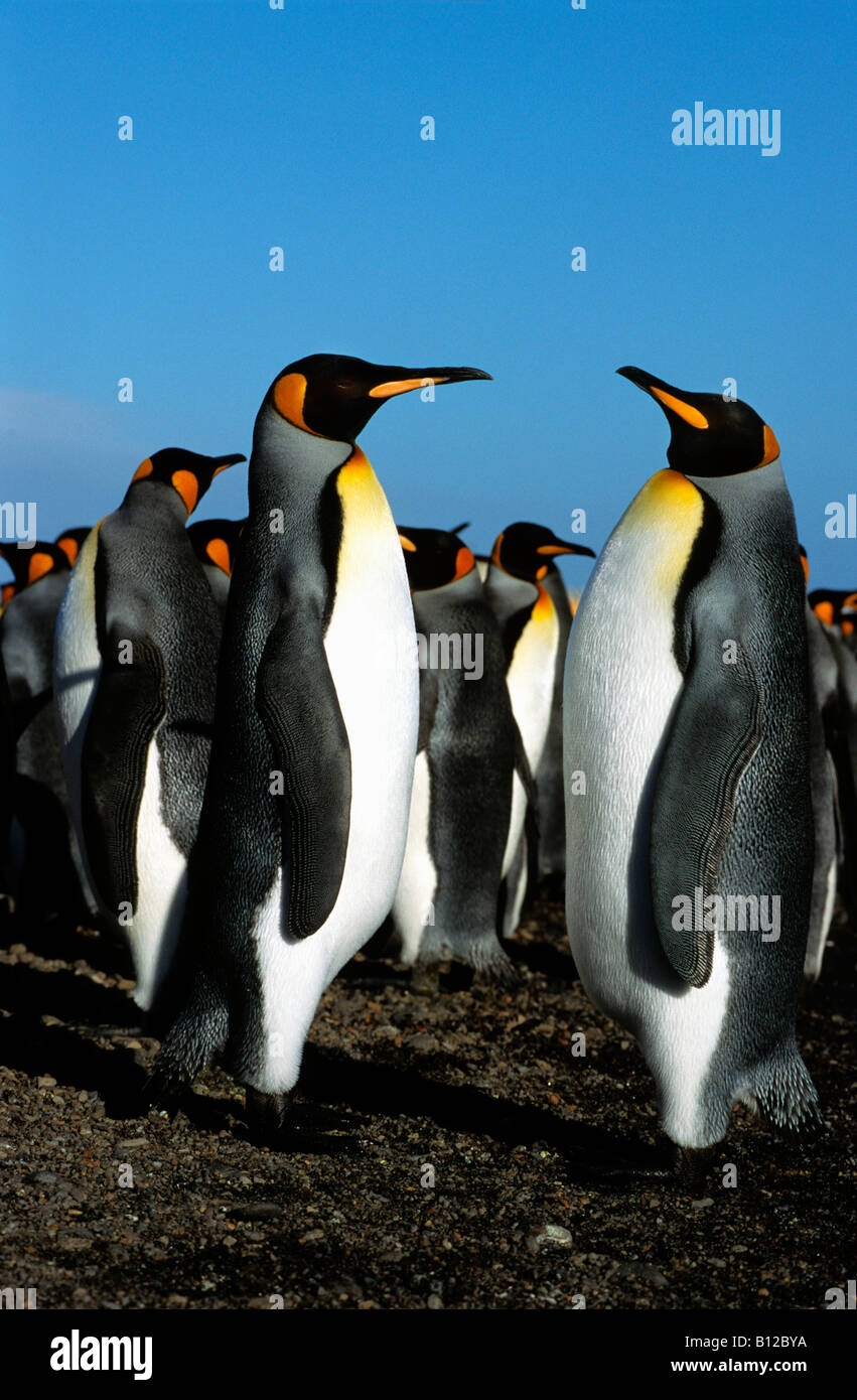 manchot royal Koenigspinguin King Penguin Aptenodytes patagonicus males displaying for female animal antarctic Antarctica Antark Stock Photo