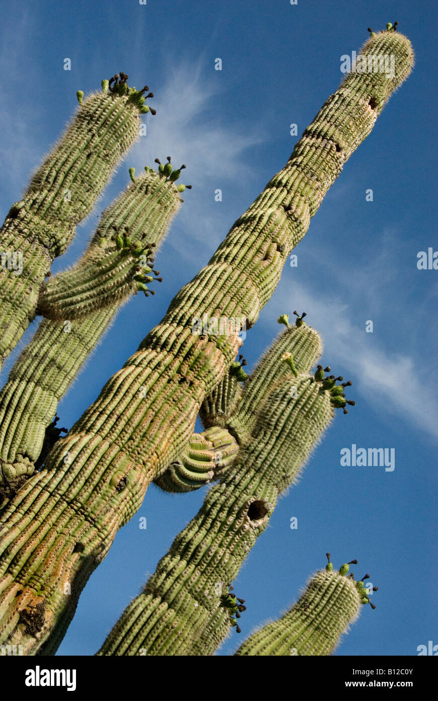 Mature Saguaro cactus native to the Sonoran Desert, Arizona Stock Photo ...