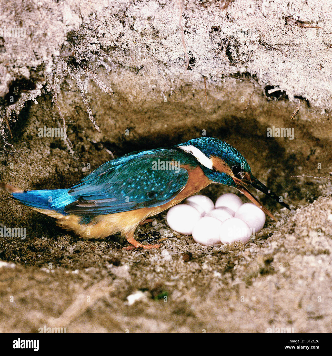 Kingfisher Alcedo atthis adult in a nesting hole animals Aves