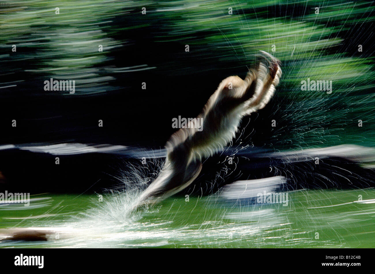 magot de gilbraltar Berberaffe Barbary ape Macaca sylvanus adult playing on water Affen Africa Afrika Altweltaffen animals Antro Stock Photo
