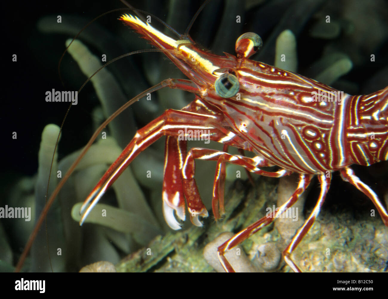 Durban Dancing Shrimp Rhynchocinetes durbanensis, Crustacea Stock Photo