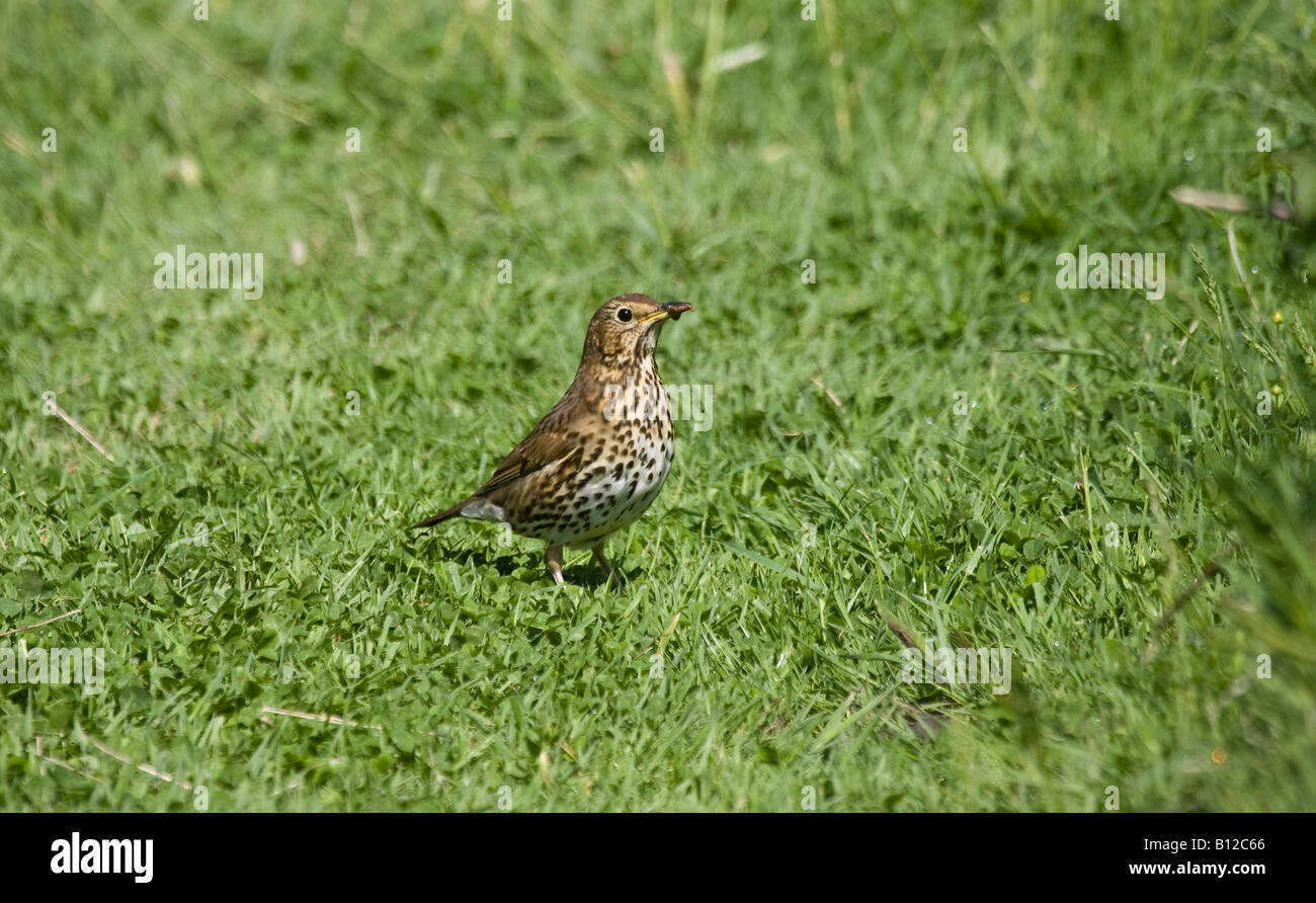 Song thrush (Turdus philomelos) gathering insects in early summer. West Sussex, England, UK Stock Photo