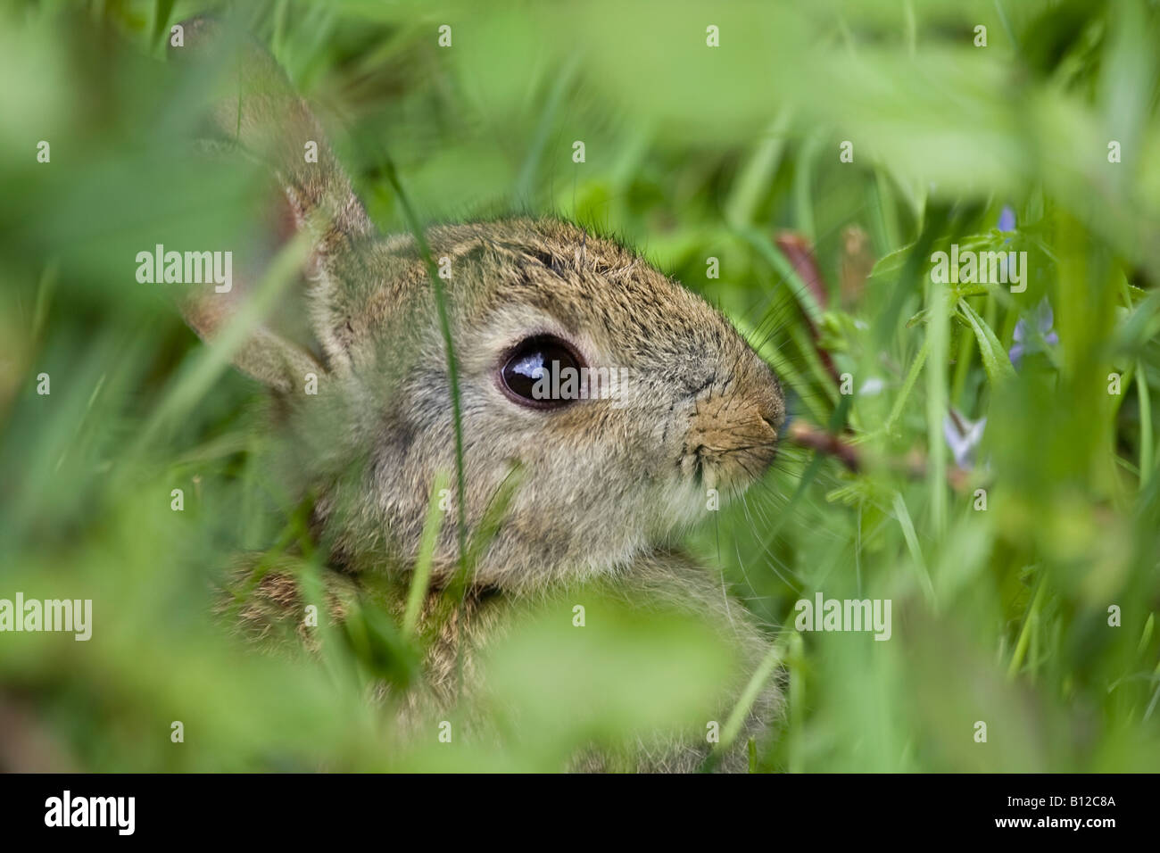 Close up of a wild European baby rabbit (Oryctolagus cunniculus) hidden in long grass. West Sussex, England. Stock Photo