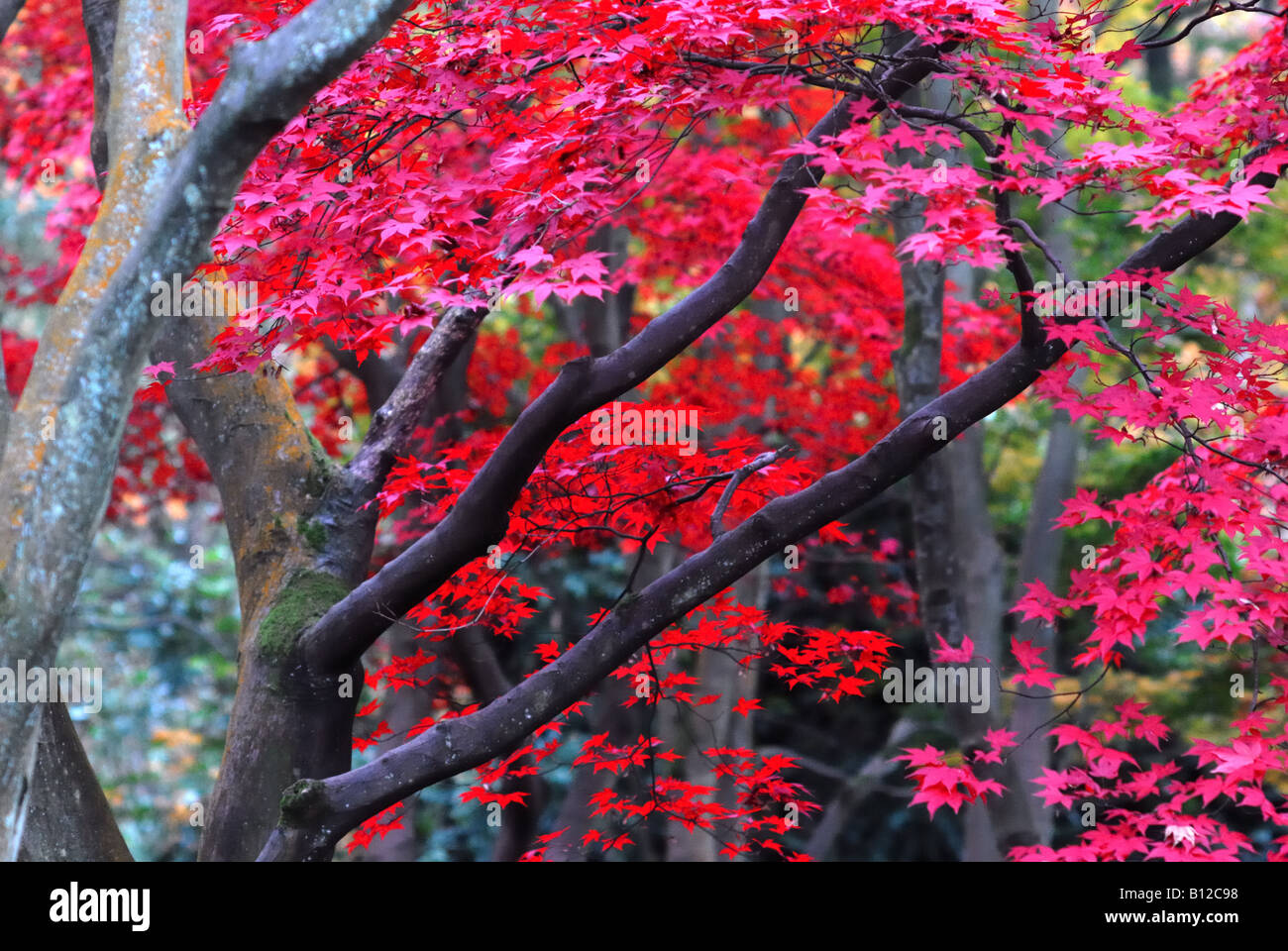 Acer tree with red foliage in woodland in autumn Stock Photo