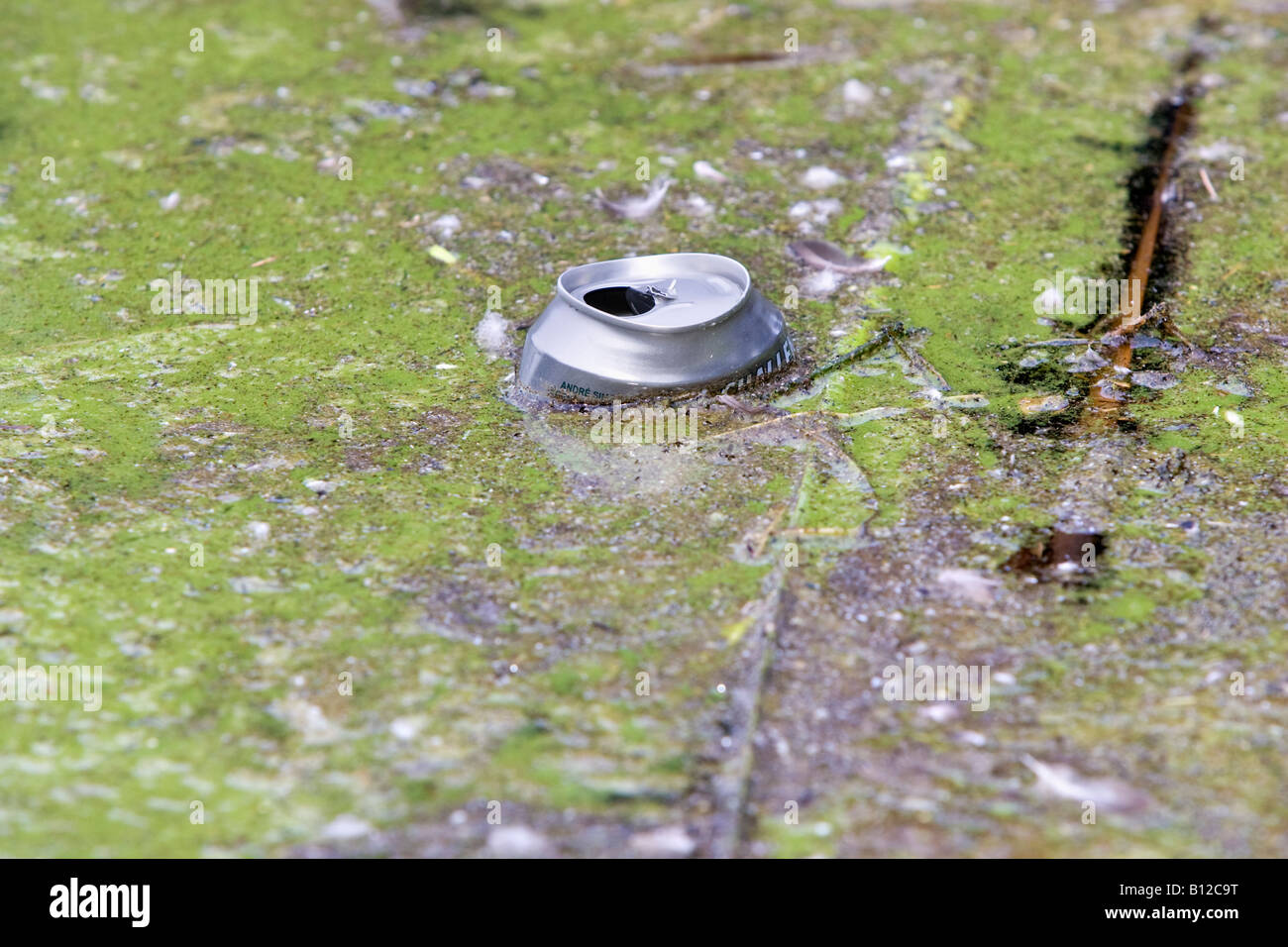 A drink can floating in water surrounded by blue green algae (Cyanobacteria) Stock Photo