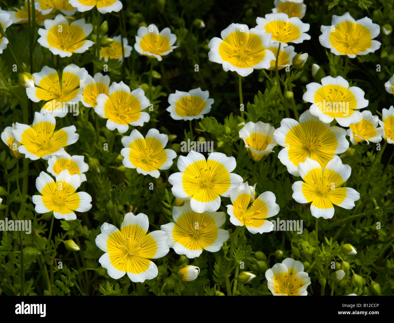 Flowers of the Fried egg plant or poached egg plant Limnanthes douglasii for sale in a garden centre Stock Photo