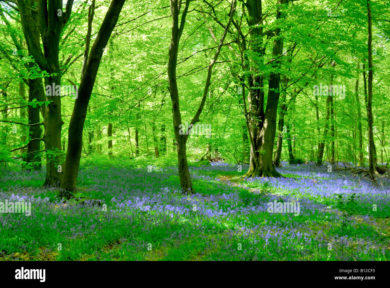 Woodland in spring sunshine with bluebells in foreground Surrey Hills England UK Stock Photo