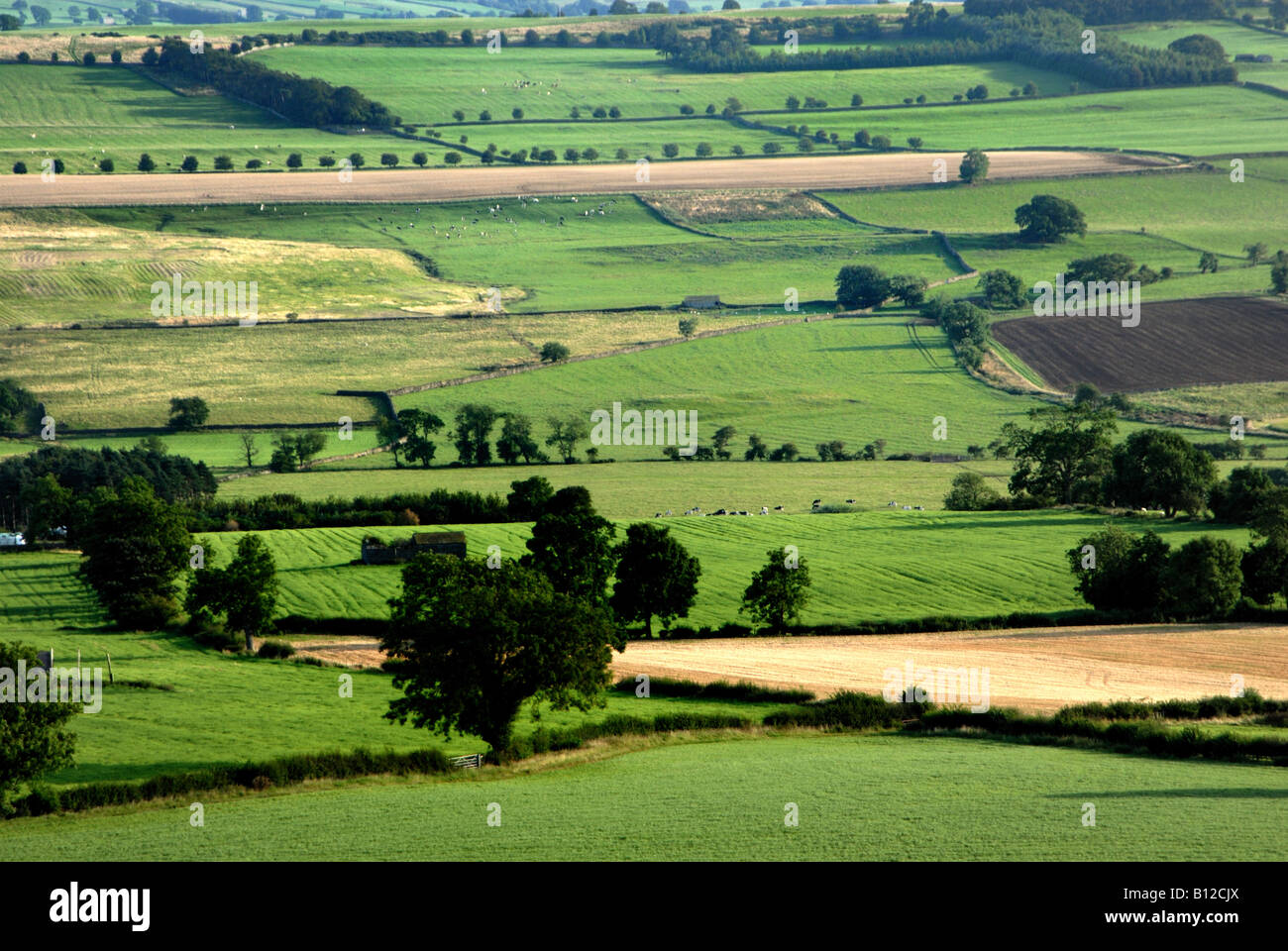 Fields in summer at Wensleydale Leyburn Yorkshire Dales National Park