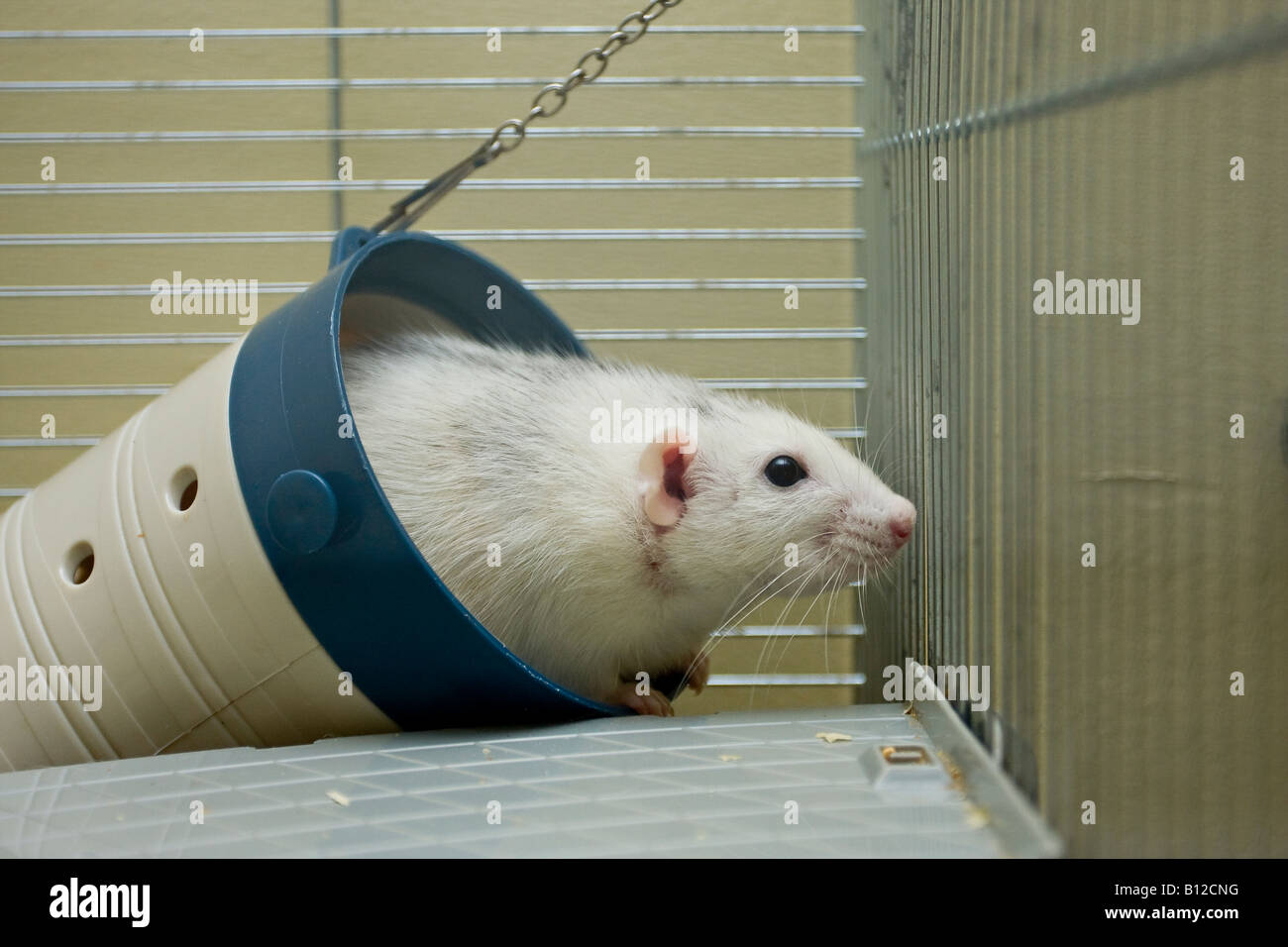 A cute white pet Rat (Rattus norvegicus domestica) playing in her toy tunnel in her cage Stock Photo