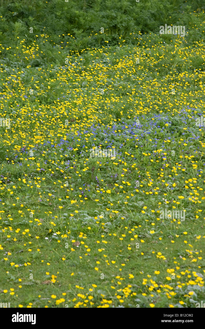 Buttercups (Ranunculus acris) in bloom in the South Downs National Park, West Sussex, England, UK Stock Photo