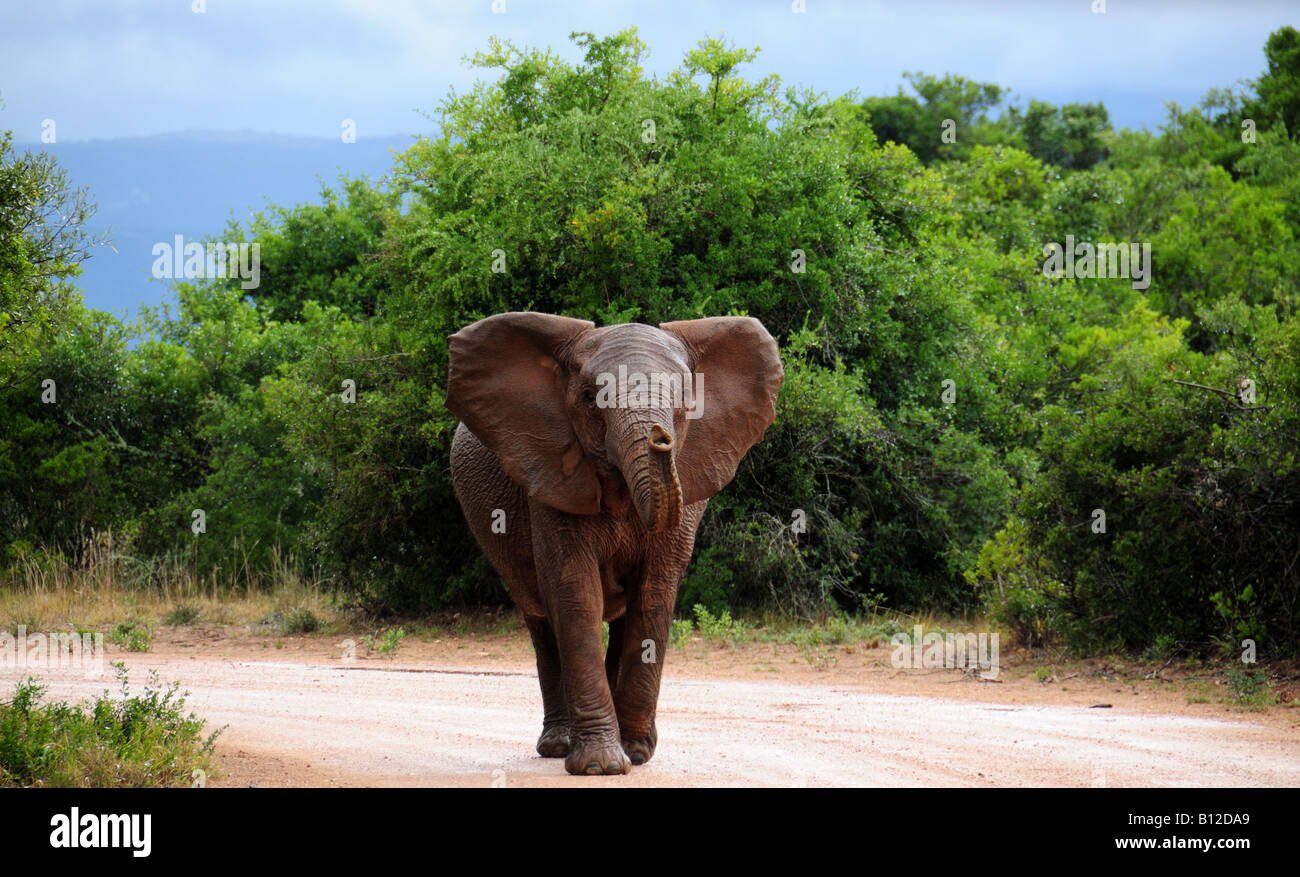 An Elephant  in Addo Reserve, Eastern Cape , South Africa Stock Photo