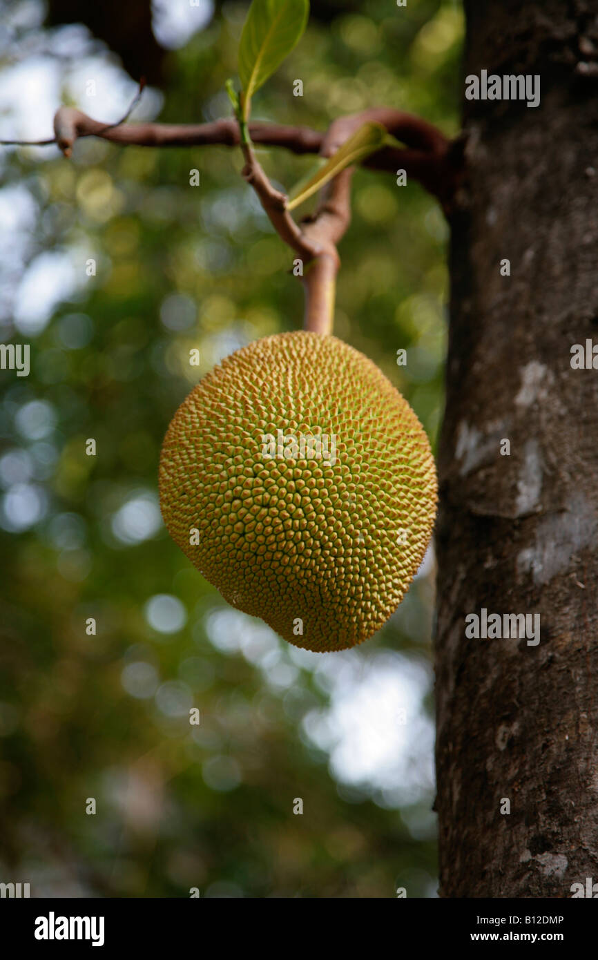 Jack Fruit Stock Photo Alamy