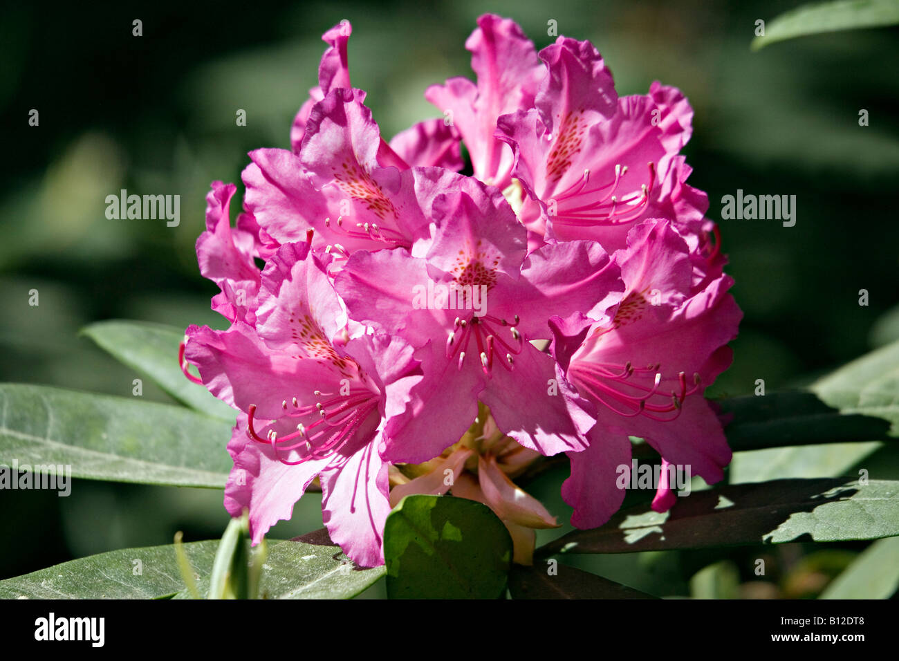 Flowering Rhododendron in Babite Rhododendron Park Latvia Europe Stock Photo