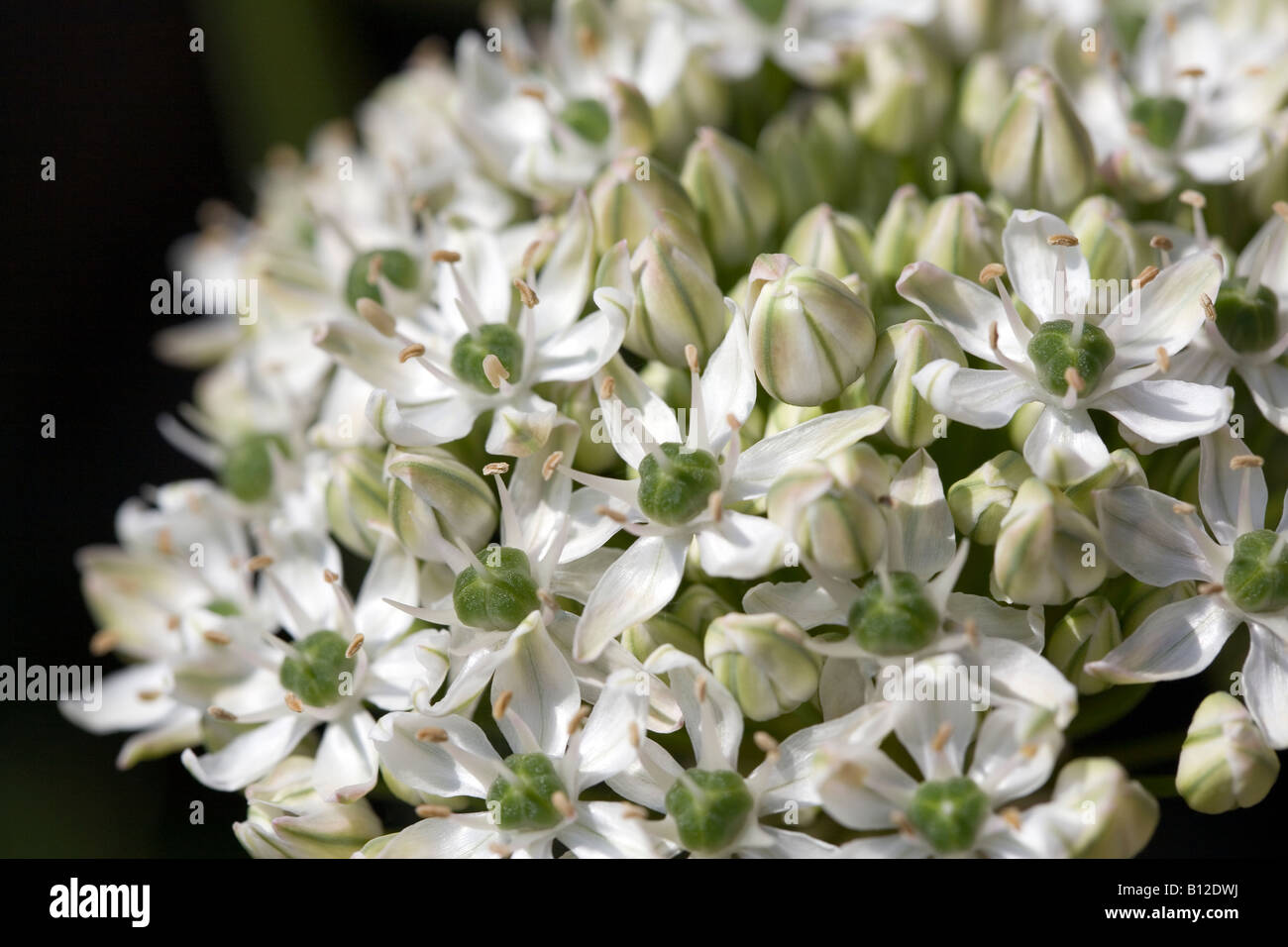 Allium Nigrum flower head. Stock Photo