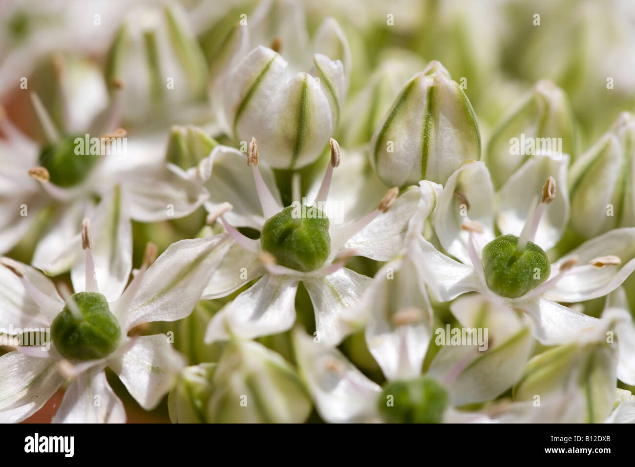 Close-up view of an Allium Nigrum flower head. Stock Photo