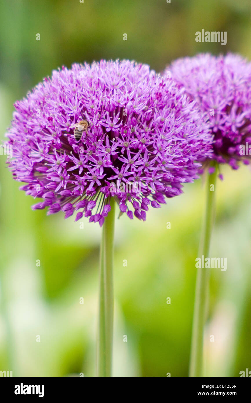Two Purple Alliums Stock Photo