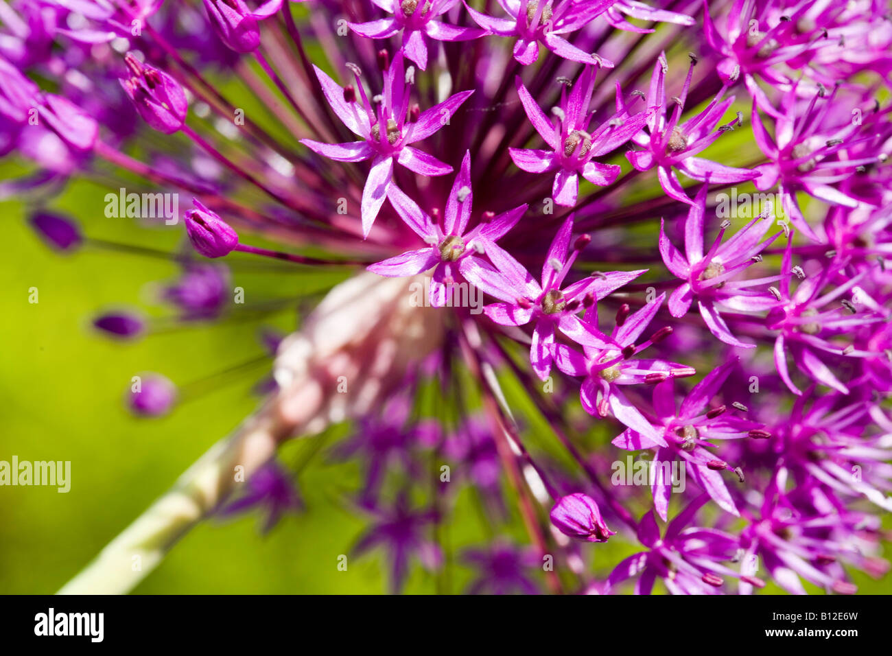 Purple Allium Stock Photo