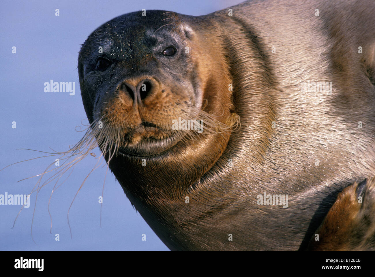 phoque barbus Bartrobbe Bearded Seal Erignathus barbatus spizbergen ...