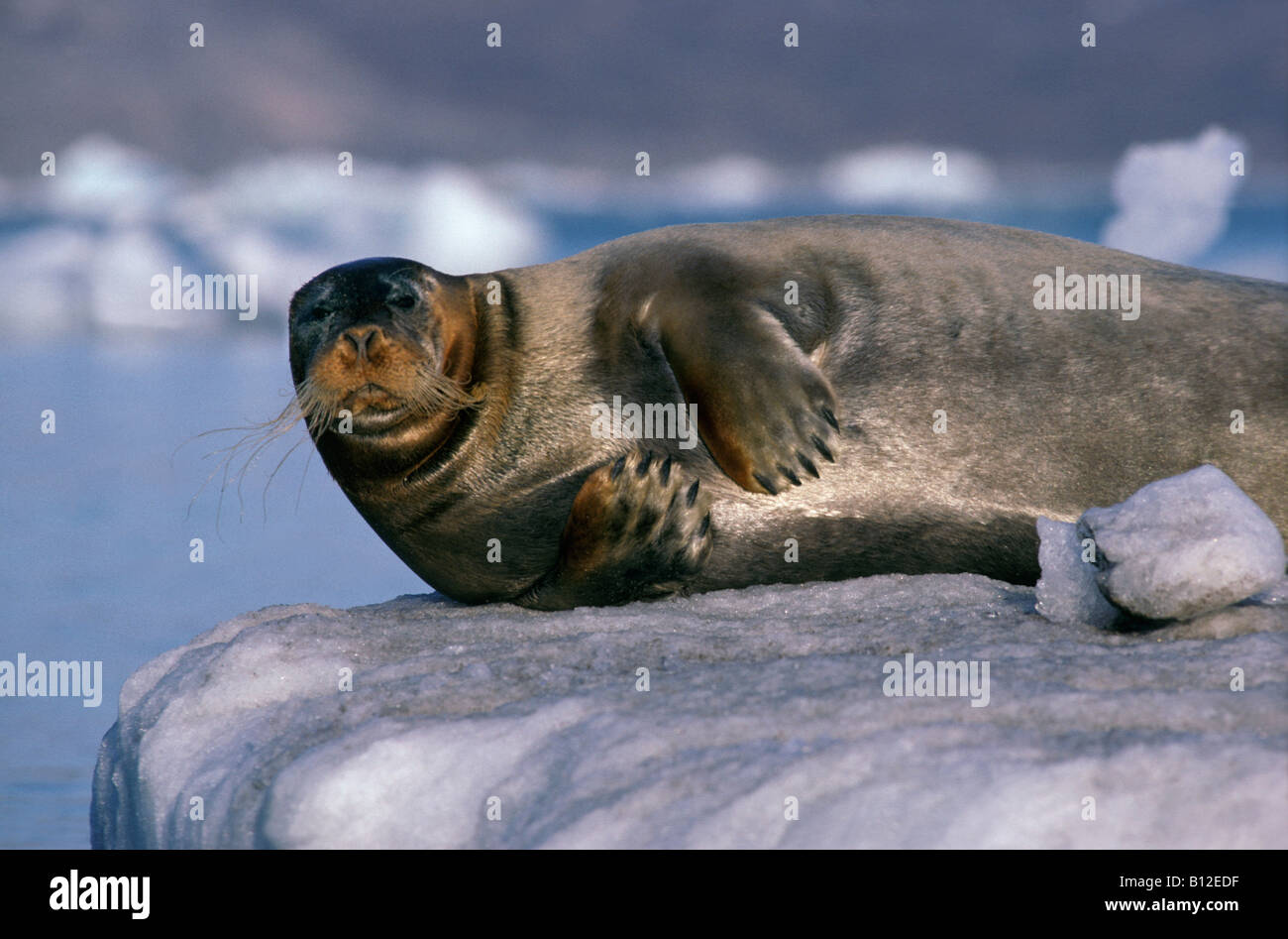 Phoque Barbus Hi res Stock Photography And Images Alamy phoque-barbus-hi-res-stock-photography-and-images-alamy