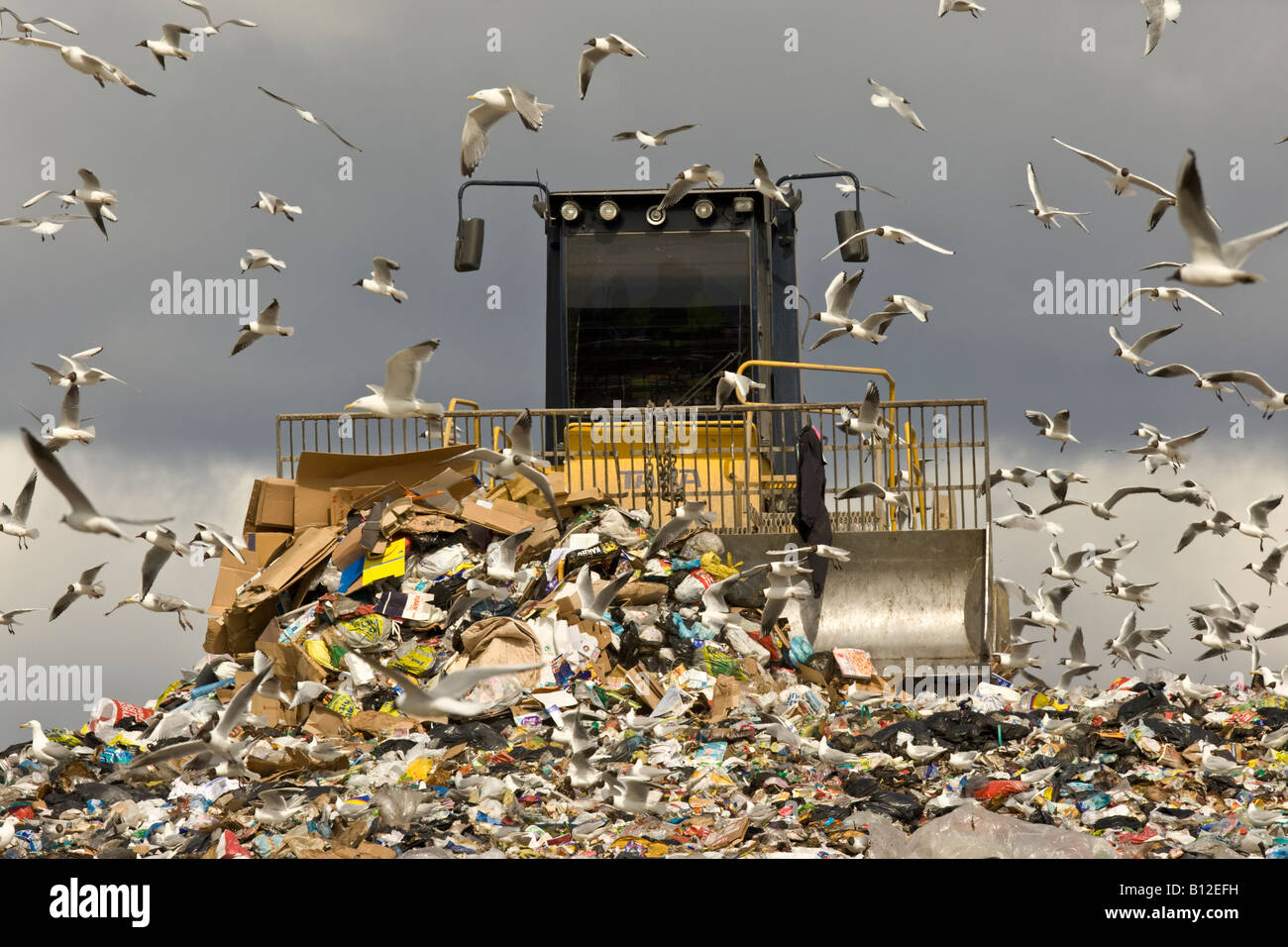 Rubbish and bulldozer surrounded by gulls on refuse tip in Finland Stock Photo