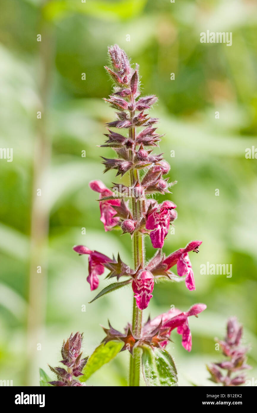 Flower spike of a hedge woundwort, Stachys sylvatica. A perennial grassland herb that prefers a shady position Stock Photo