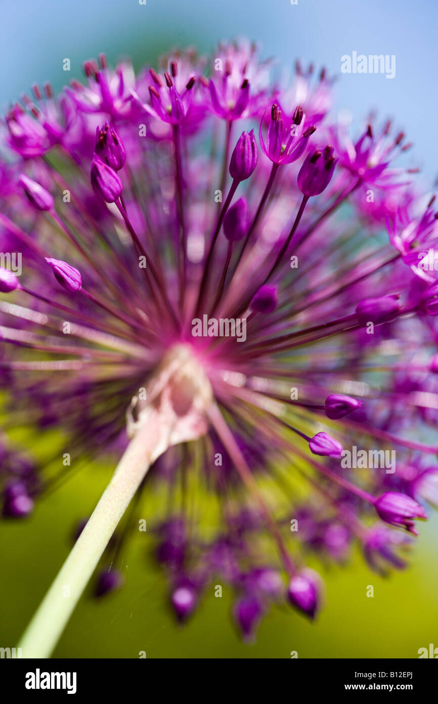 Ball Shaped Flowers Stock Photos & Ball Shaped Flowers Stock Images Alamy