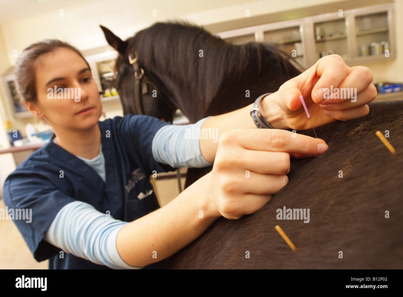 Veterinarian Alison Smith performs acupuncture on a horse at the Leesburg Virginia Equestrian Hospital Virginia Tech USA Stock Photo