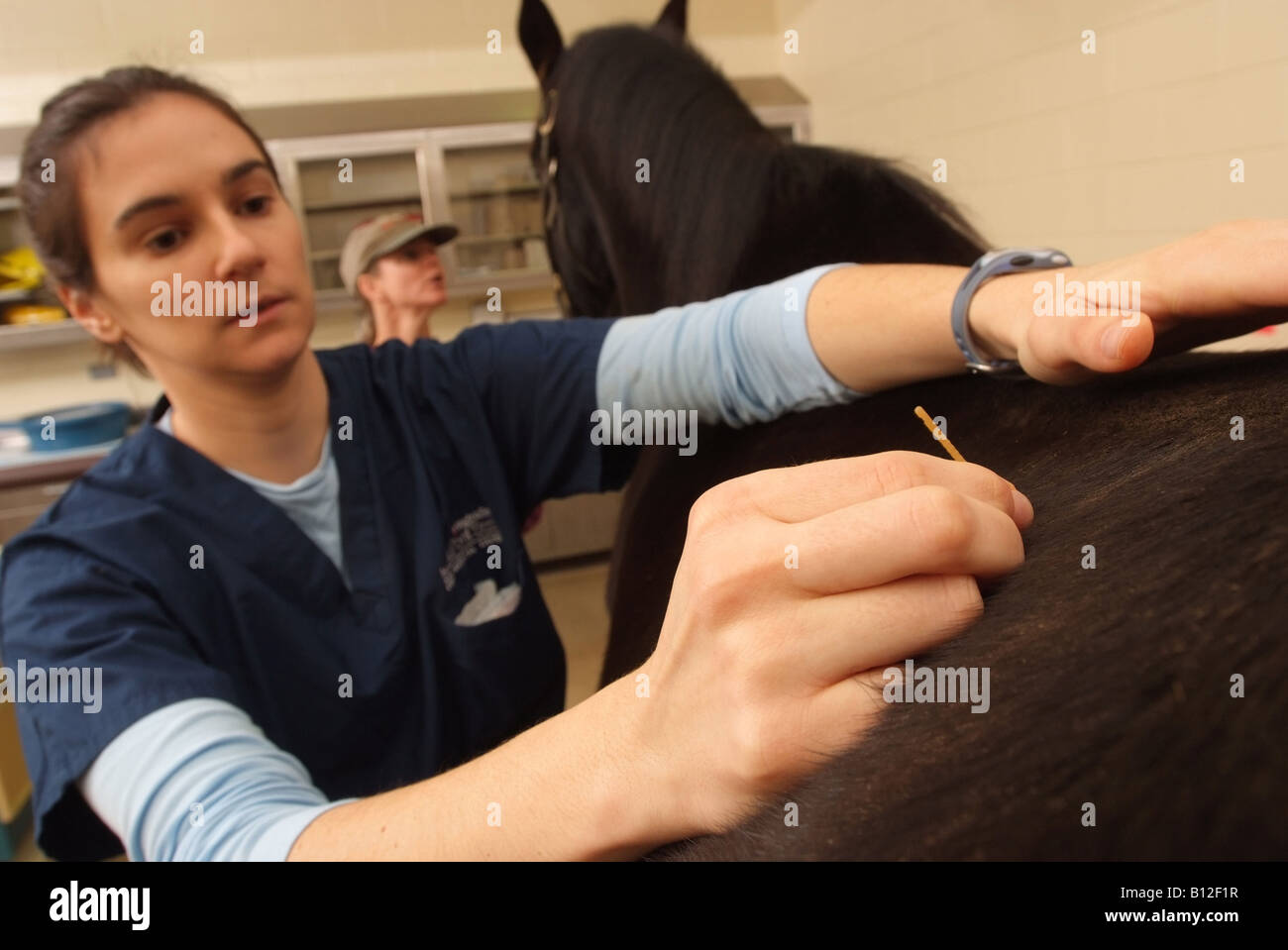 Veterinarian Alison Smith performs acupuncture on a horse at the Leesburg Virginia Equestrian Hospital Virginia Tech USA Stock Photo