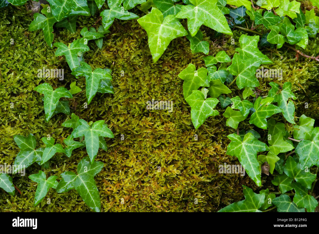 Creeping Ivy Hedera helix growing on moss covered rock Stock Photo
