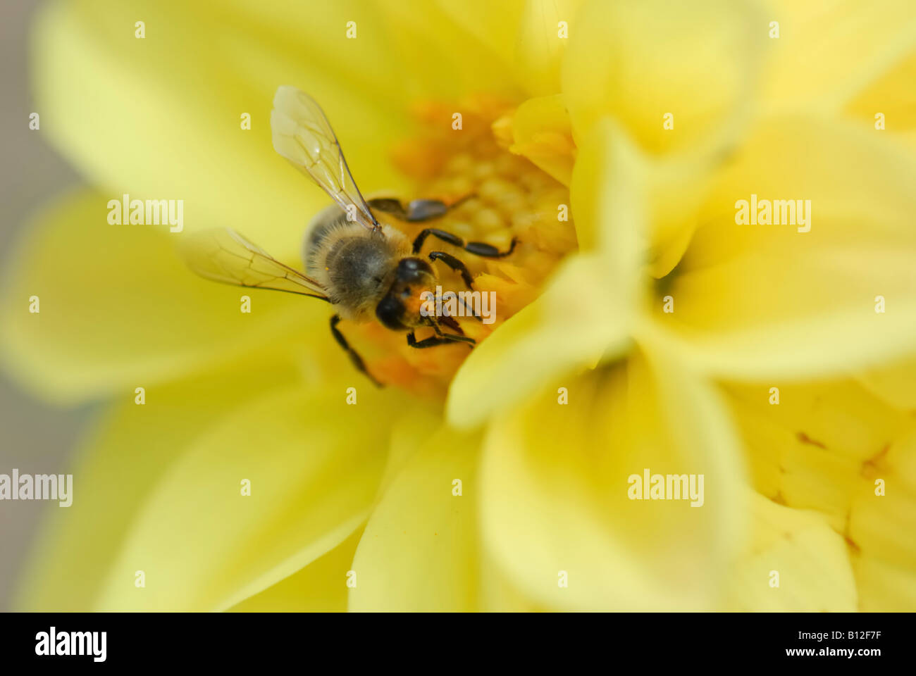 A close up of the bee on the yellow flower Stock Photo - Alamy