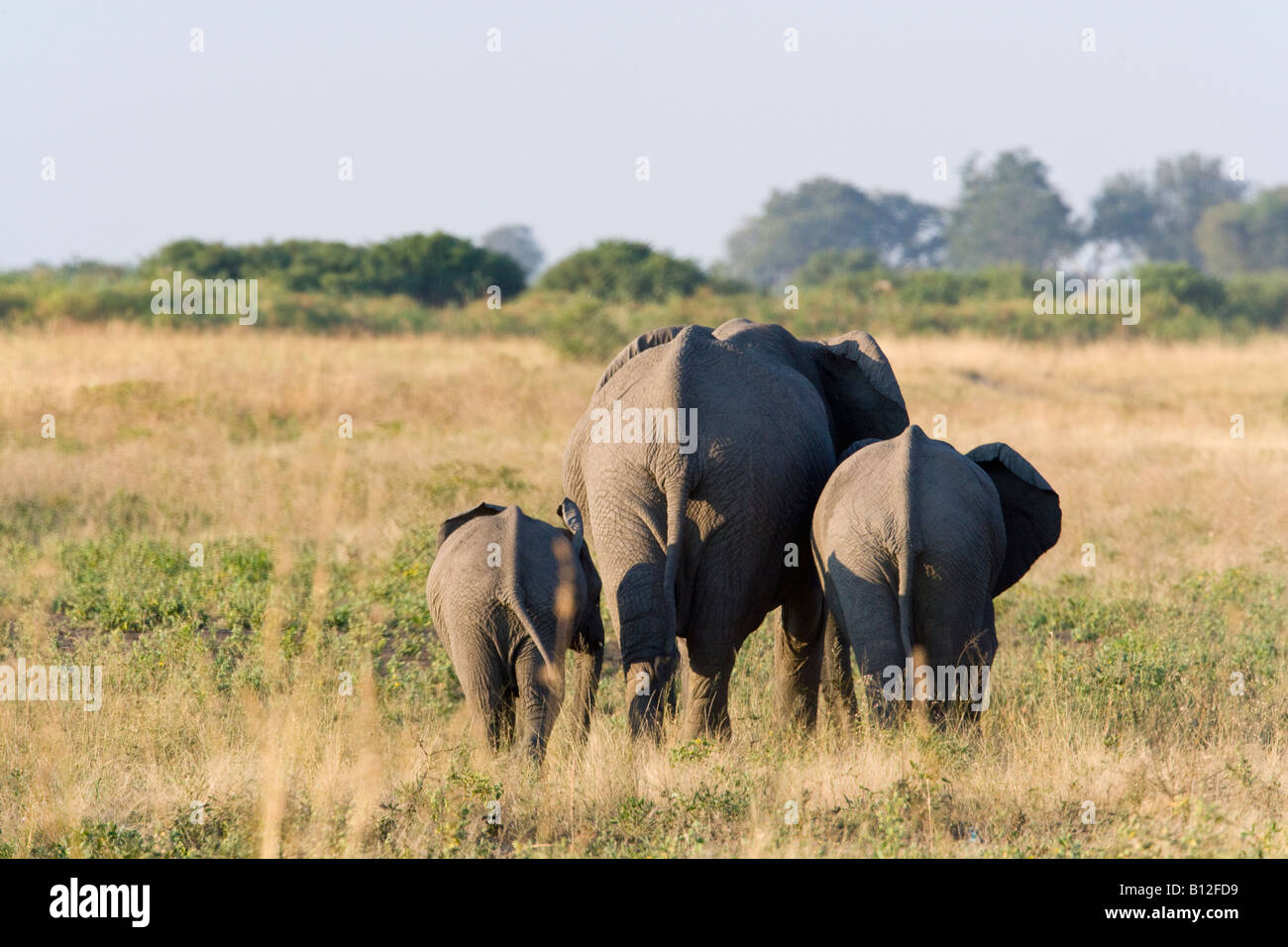 Mother And Two Baby Elephants Loxodonta Africana Walking Away Stock Photo Alamy