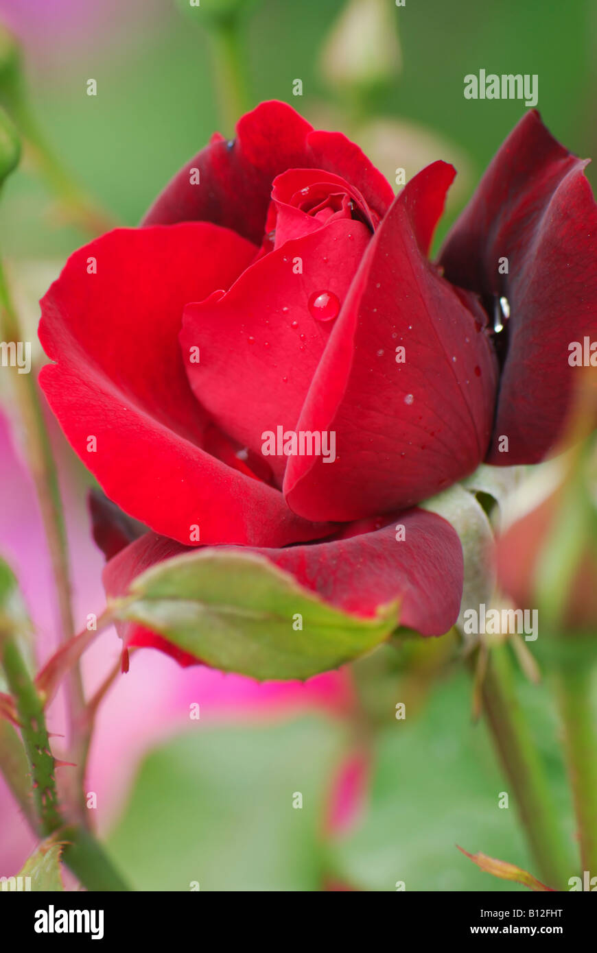 A close up of the red rose Stock Photo