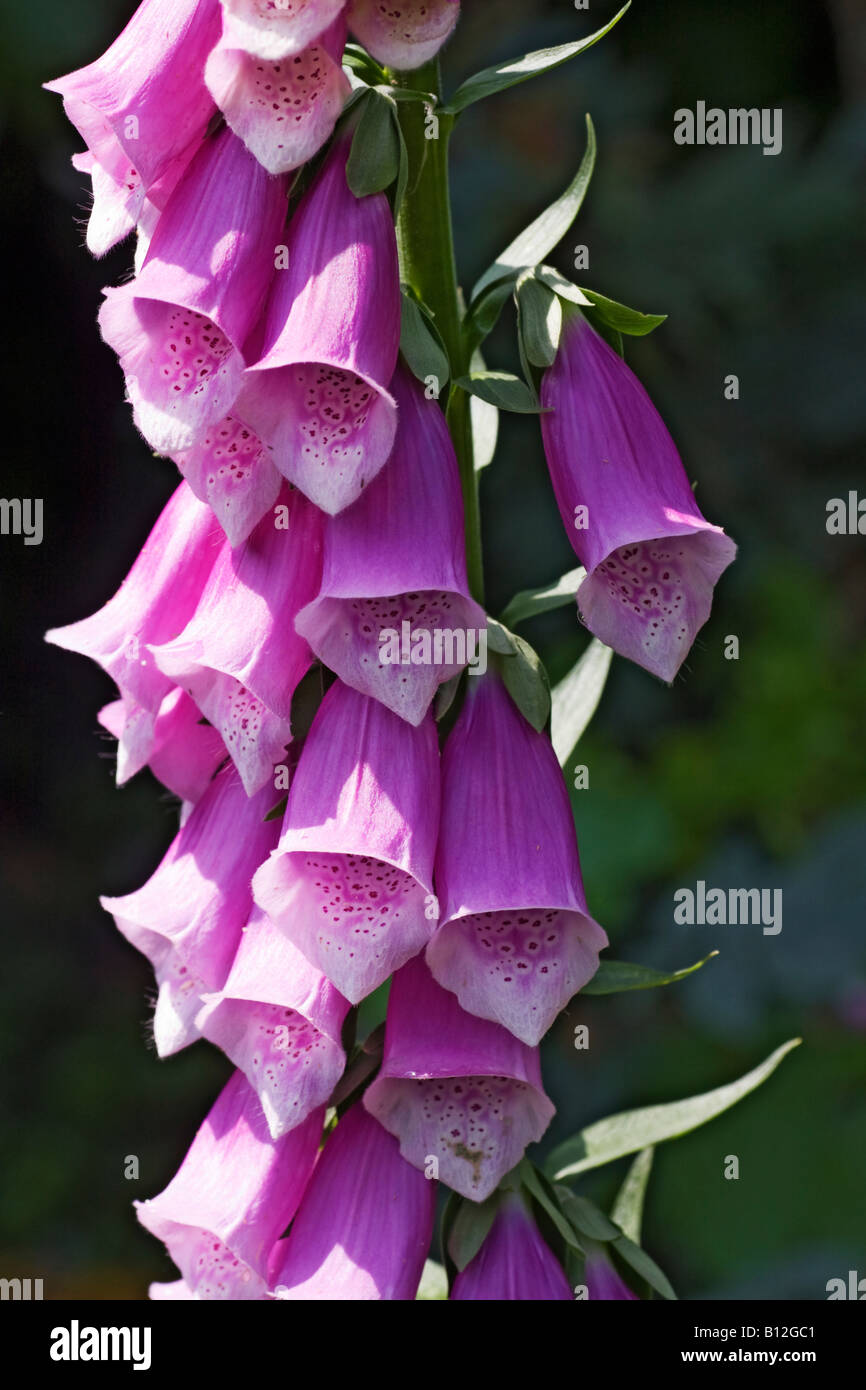 Purple foxglove digitalis purpurea flowers. Digitalis is used for ...